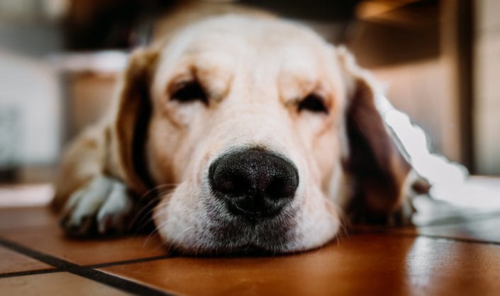 adorable-animal-breed-1431762