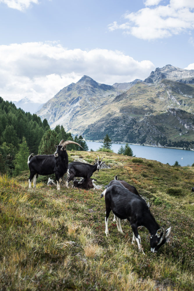 graubündenVIVA 5_Foto Gaudenz Danuser