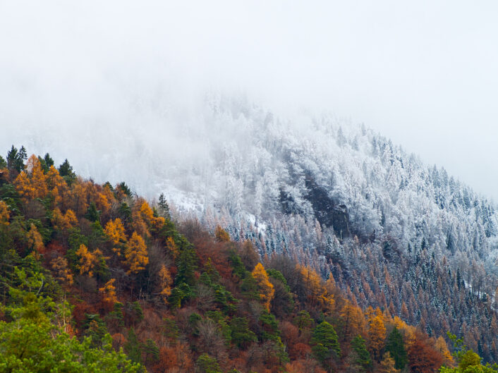 Danuser-20121130-15-39-14