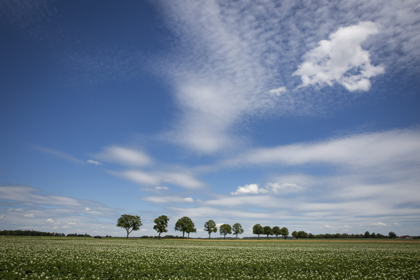 Feature Kartoffelfeld001